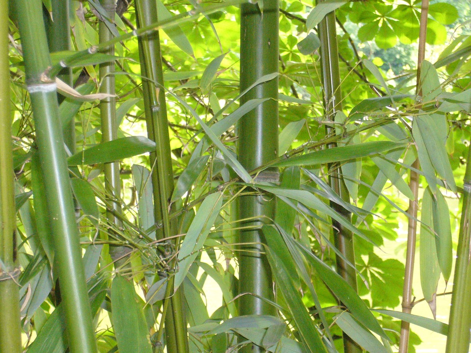 fourastie psychologue forêt bambou